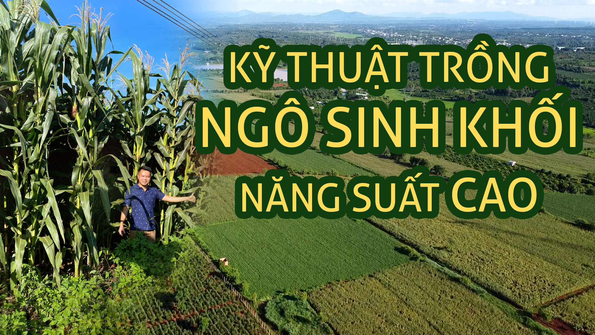 KỸ THUẬT TRỒNG NGÔ SINH KHỐI CHO NĂNG SUẤT CAO NHẤT