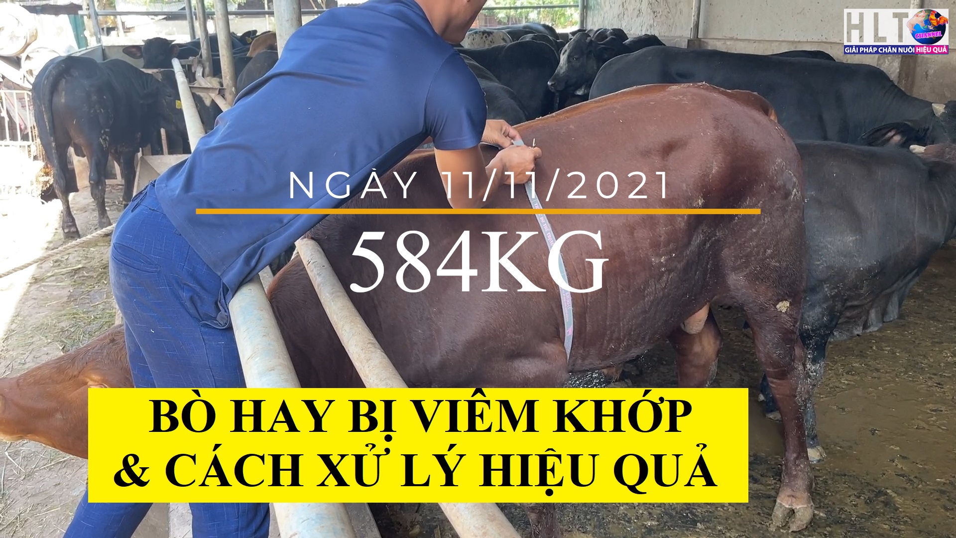 KHỞI NGHIỆP CHĂN NUÔI BÒ THỊT - KIỂM TRA SỰ PHÁT TRIỂN CỦA BÒ SAU 2 THÁNG NUÔI