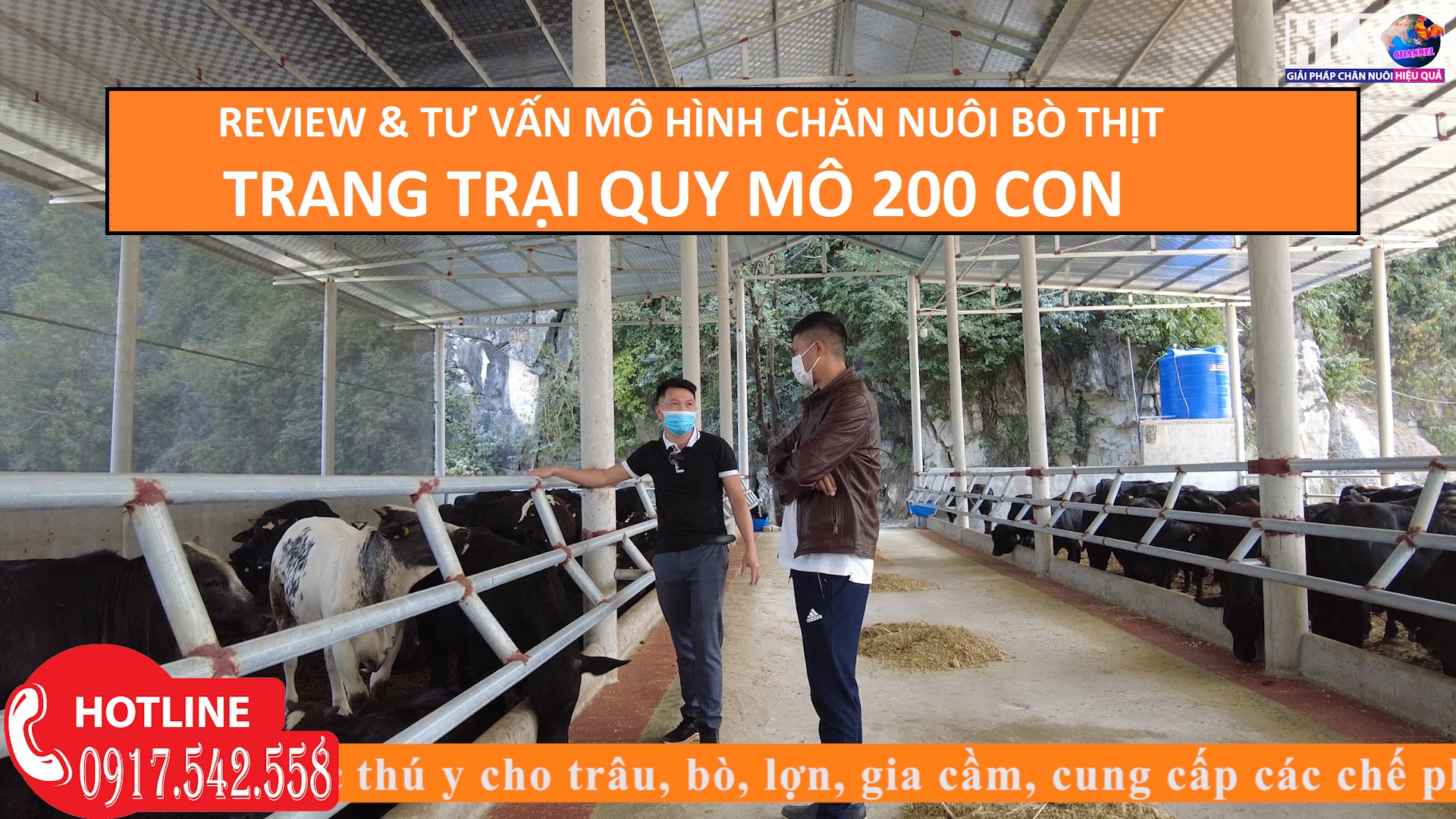 REVIEW & TƯ VẤN KỸ THUẬT CHO TRẠI QUY MÔ 200 BÒ THỊT TẠI HÀ NAM