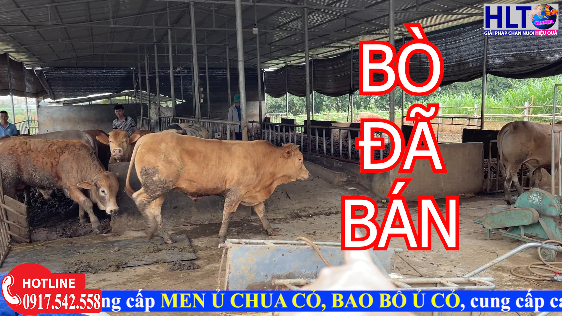 ĐÀN BÒ CỦA HLT FARM ĐÃ BÁN