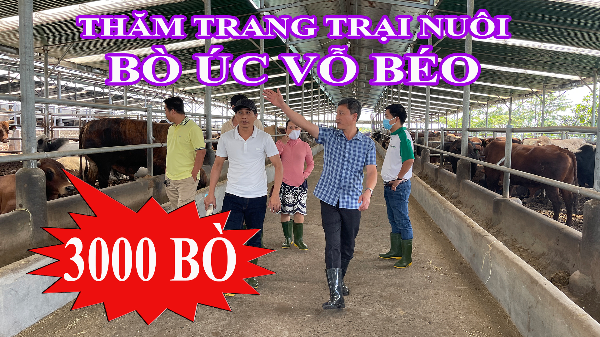 TÌM HIỂU QUY TRÌNH NUÔI BÒ ÚC QUY MÔ 3000 CON TẠI GIA LAI