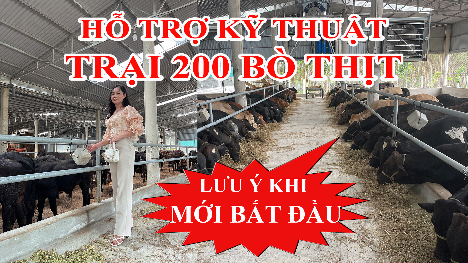 HLT VIỆT NAM HỖ TRỢ KỸ THUẬT CHO TRẠI 200 BÒ THỊT