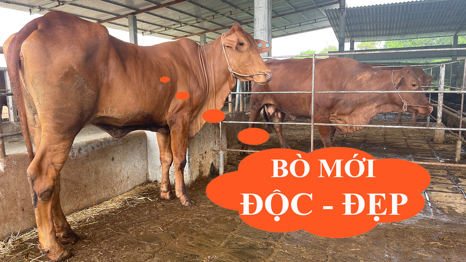 BÒ MỚI TRẠI MR CƯỜNG - TOÀN BÒ ĐỘC, ĐẸP