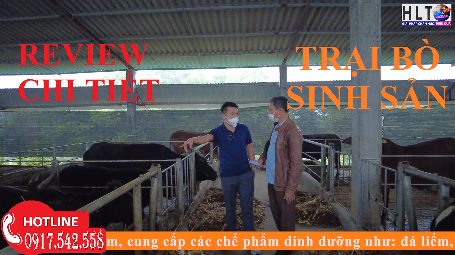 Review chi tiết CHUỒNG BÒ SINH SẢN CỦA TRANG TRẠI TRIỆU ĐÔ - LỜI CHIA SẺ CHÂN THÀNH TỪ CHỦ TRẠI