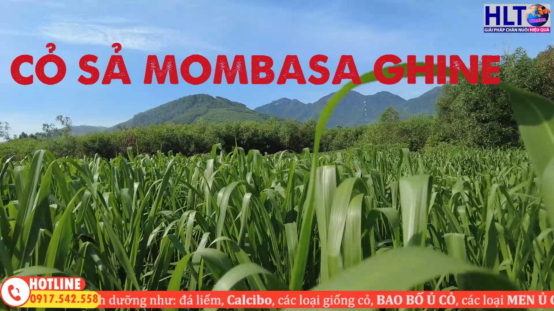 CỎ MOMBASA GHINE(CỎ SẢ LÁ LỚN) - CHỊU HẠN, LƯU GỐC LÂU NĂM, DINH DƯỠNG TỐT