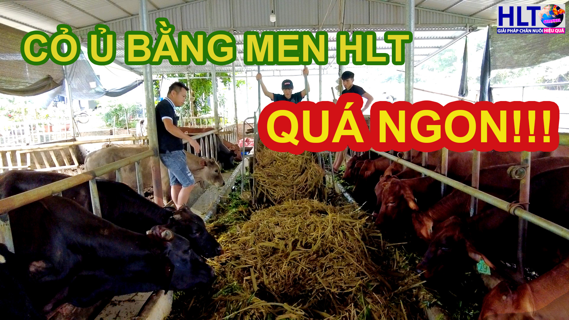 1 buổi sáng trên trại chuẩn bị chuồng trại để NHẬP BÒ MỚI VỀ