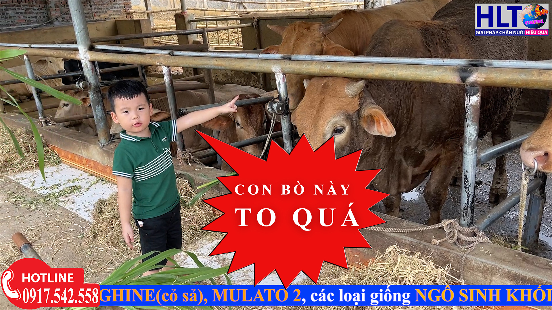 CHÚ Ý NUÔI TRÂU BÒ MÙA HÈ & CHIA SẺ VỀ BỆNH TIÊU CHẢY & TỤ HUYẾT TRÙNG TRÊN BÒ