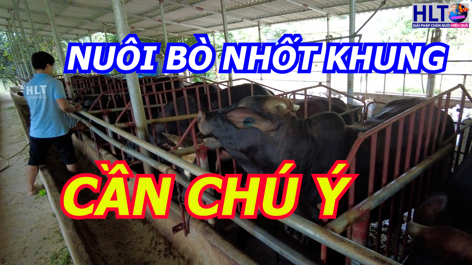 ĐÂY LÀ THỜI ĐIỂM VỖ BÒ ĐỂ BÁN CUỐI NĂM - NUÔI BÒ CHUỒNG KHUNG CẦN CHÚ Ý