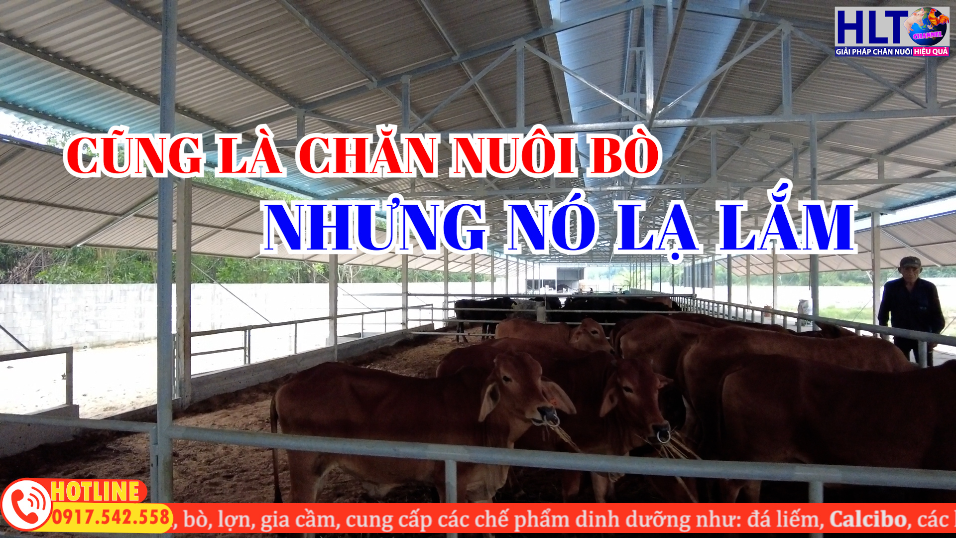 TRANG TRẠI LỢN KẾT HỢP NUÔI BÒ LỚN NHẤT QUẢNG NGÃI