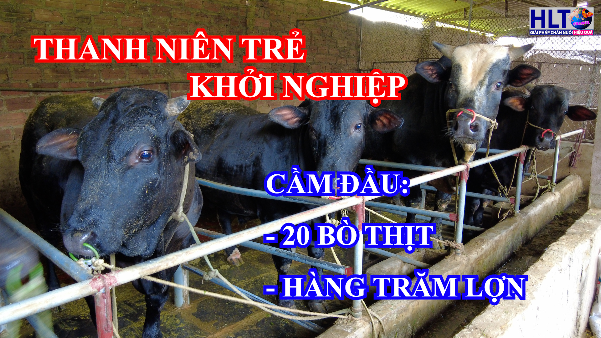 THANH NIÊN TRẺ KHỞI NGHIỆP VỚI 30 HEO NÁI, 200 HEO THỊT & 20 BÒ THỊT