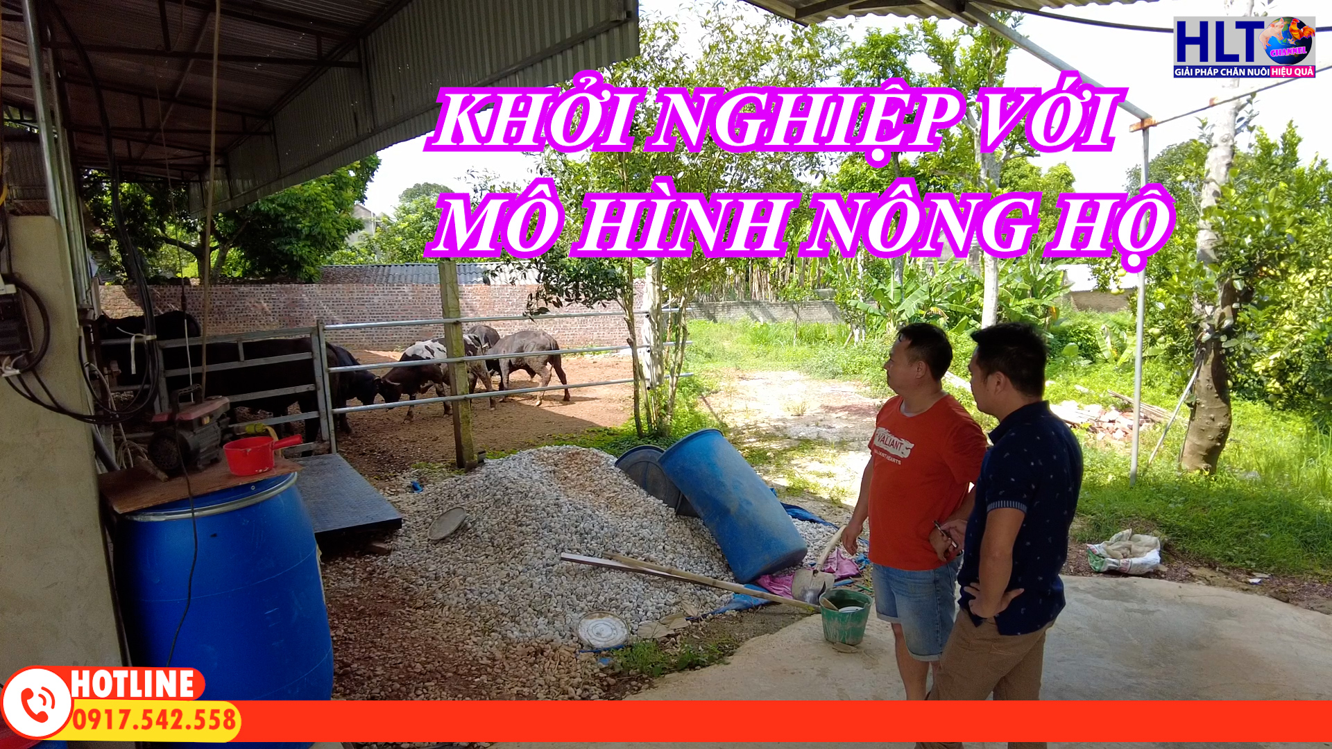 KHỞI NGHIỆP NUÔI BÒ VỖ BÉO QUY MÔ NÔNG HỘ LIỆU CÓ KHẢ THI?