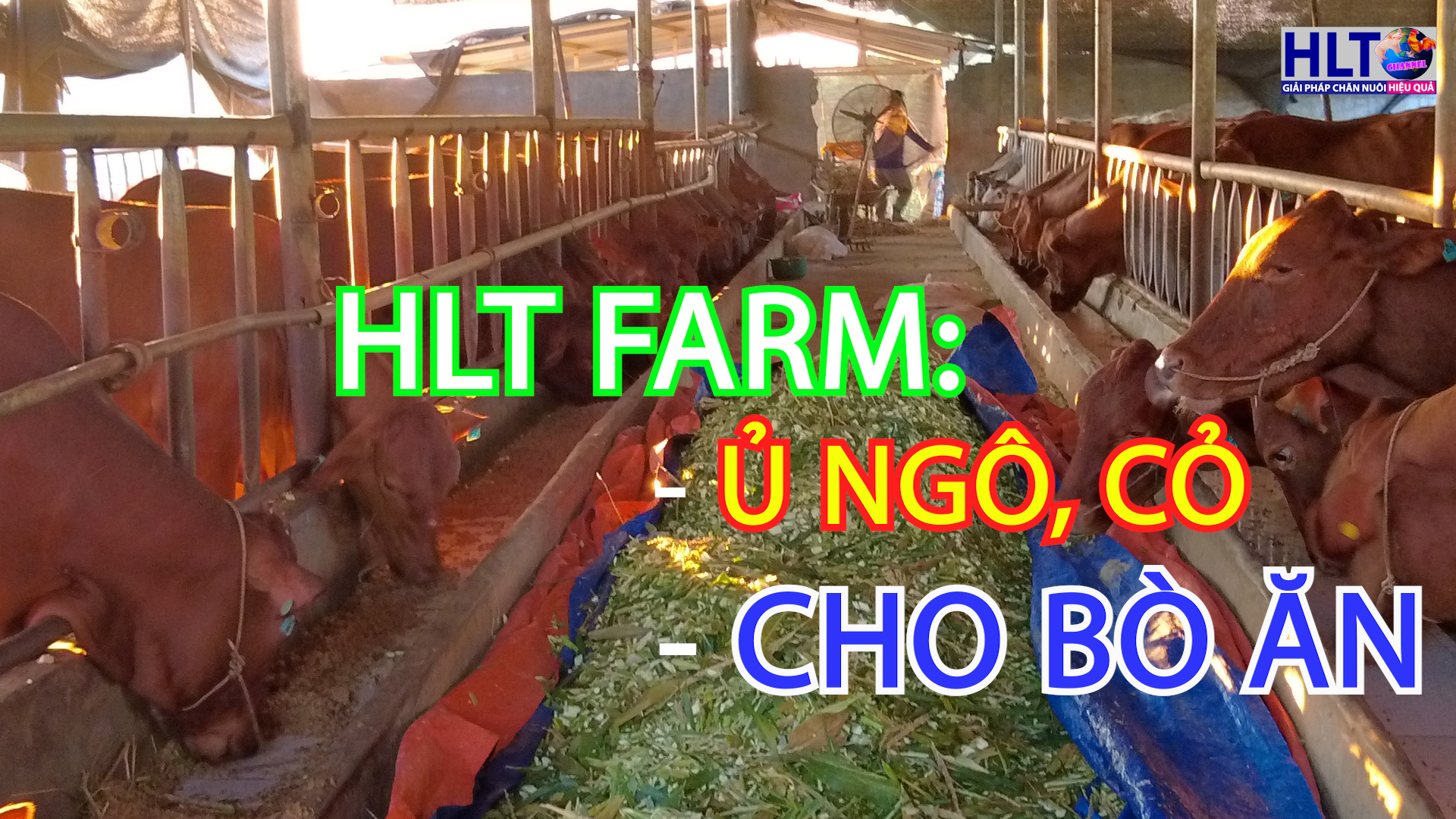 CÔNG VIỆC THƯỜNG NGÀY CỦA NHỮNG TRANG TRẠI BÒ