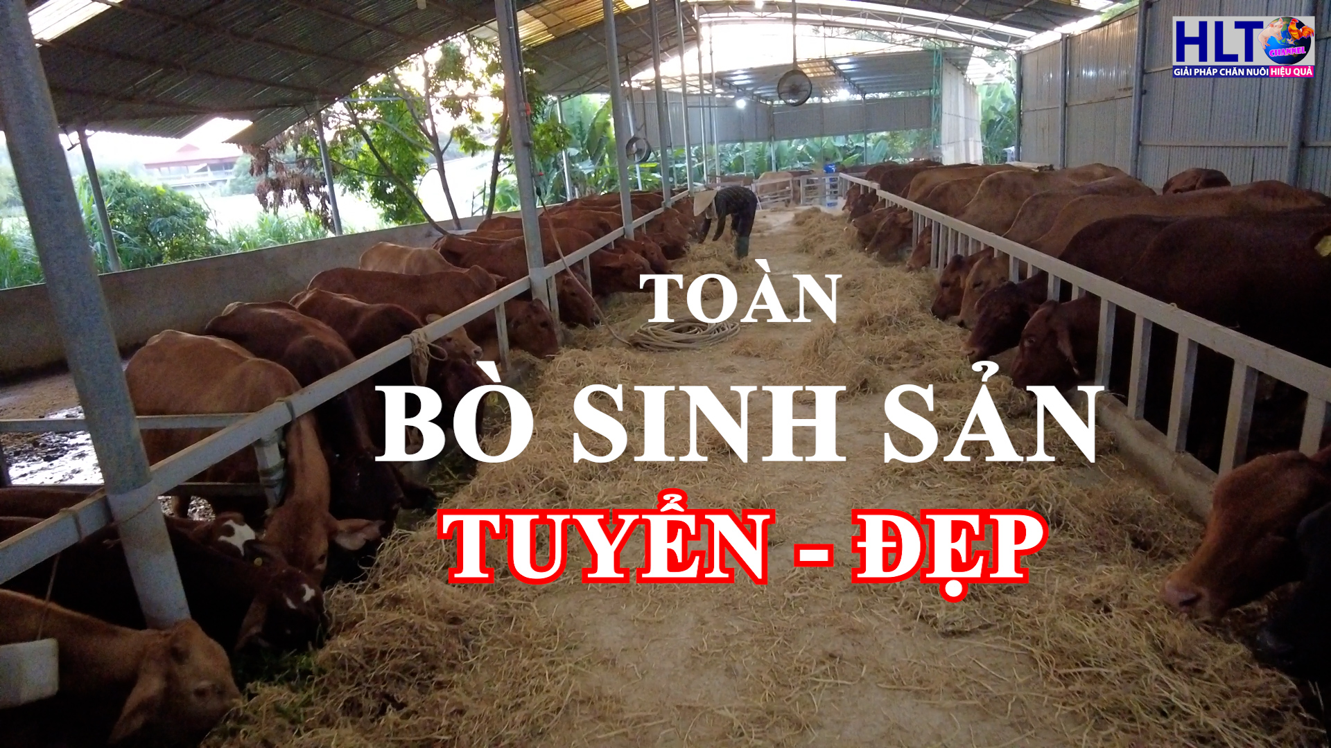 Mô hình đầu tiên dám ĐẦU TƯ 100 BÒ SINH SẢN hàng tuyển để THAY ĐỔI CON GIỐNG TRONG CHĂN NUÔI