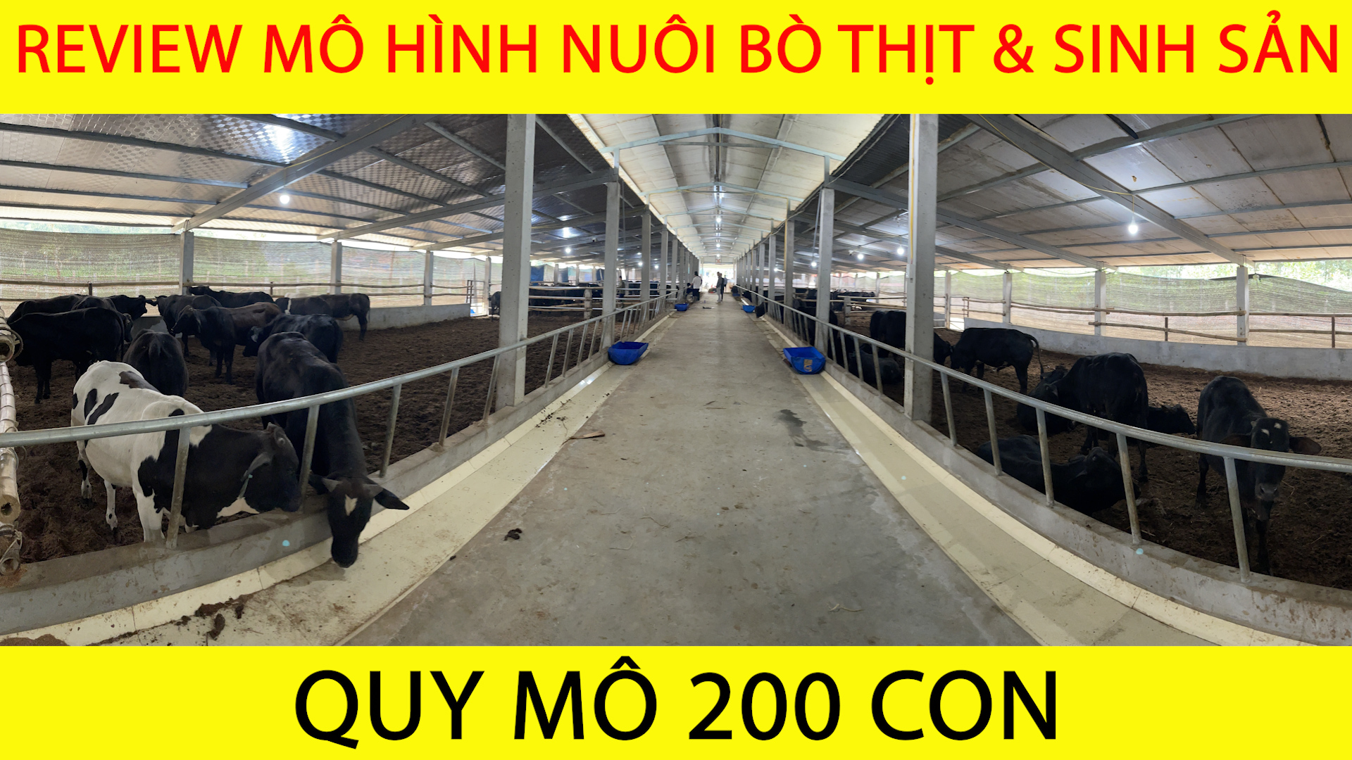 REVIEW & HỖ TRỢ KỸ THUẬT CHO TRẠI BÒ QUY MÔ 200 CON TẠI PHÚ THỌ