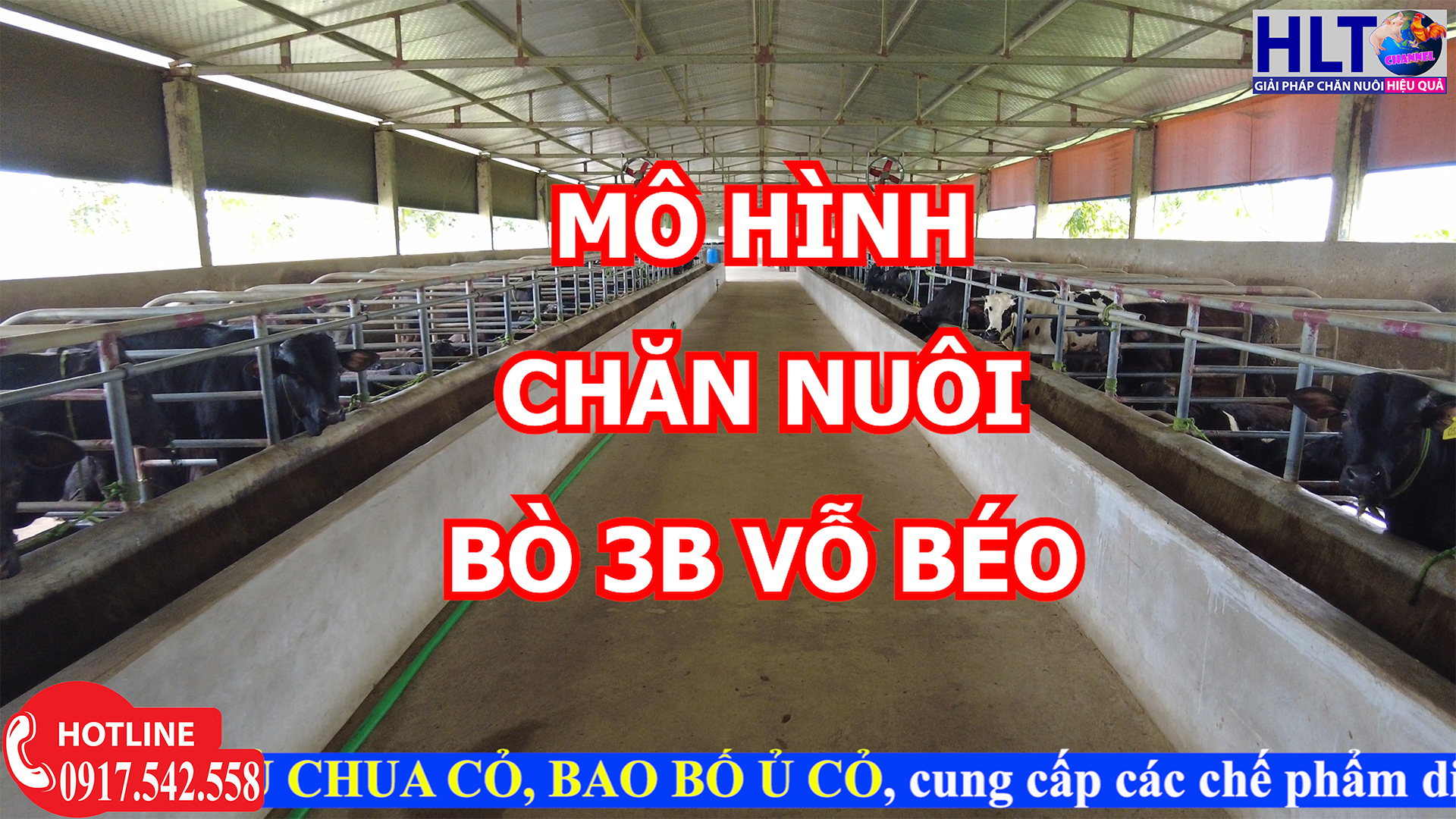 HLT THĂM TRẠI SAU HƠN 2 NĂM KHỞI NGHIỆP NUÔI 100 BÒ 3B VỖ BÉO