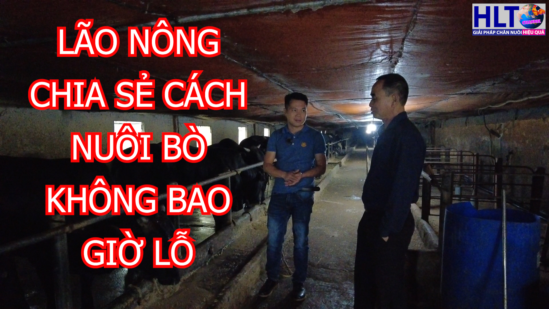 CHĂN LỢN THÌ RỦI RO, NUÔI BÒ THÌ BÃO GIÁ NHƯNG TRẠI NHÀ ANH CHƯA LỖ 1 NGÀN NÀO :D