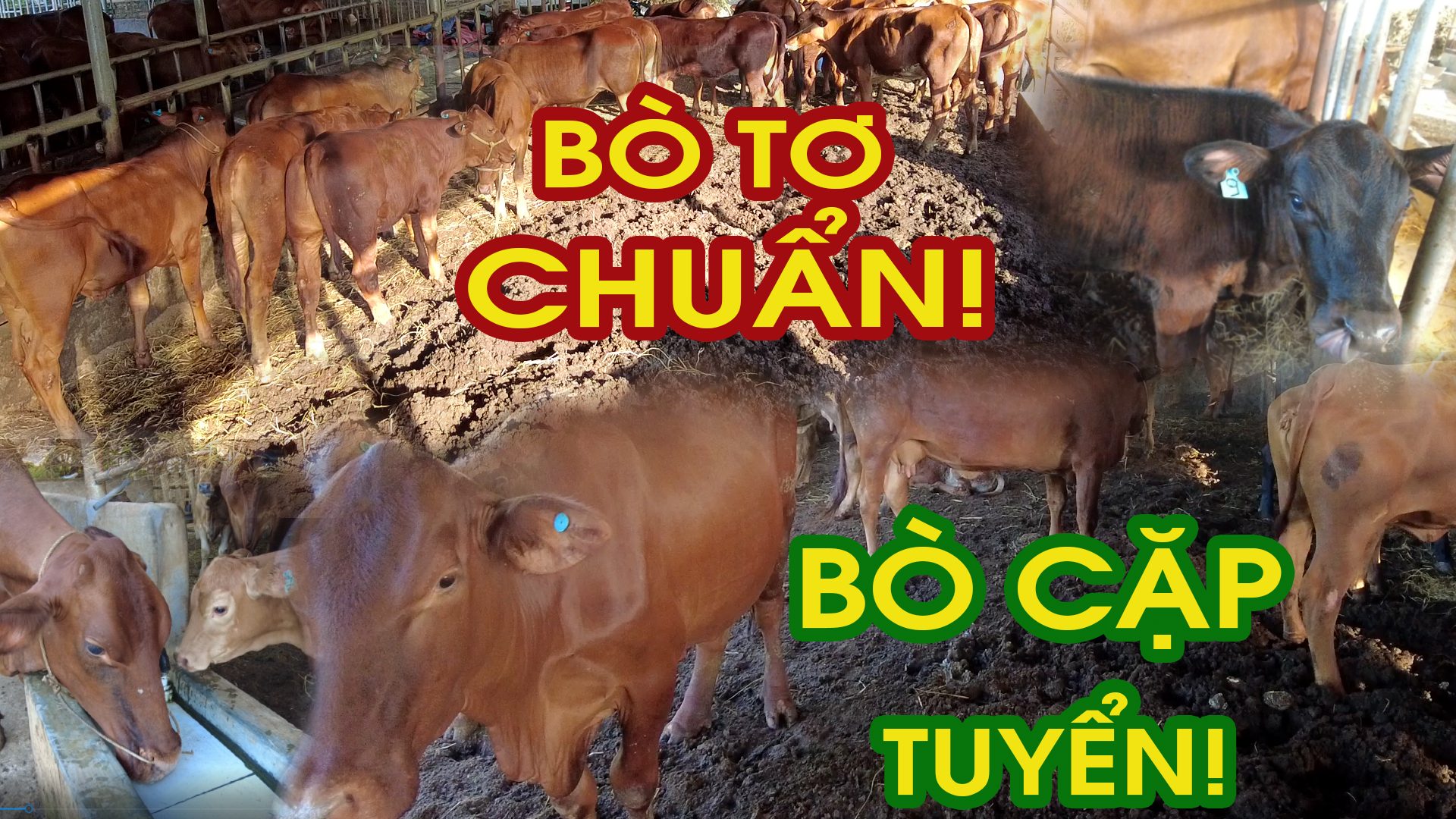 Ngắm Đàn BÒ CẶP & BÒ TƠ mới nhập về trang trại HLT FARM