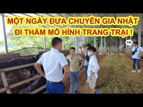 1 NGÀY ĐƯA CHUYÊN GIA NHẬT ĐI FARMTOUR MÔ HÌNH NUÔI BÒ