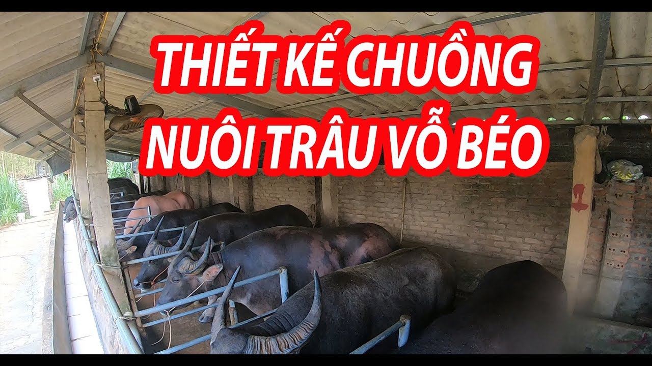 Kiếm tiền tỷ từ Mô hình nuôi trâu vỗ béo