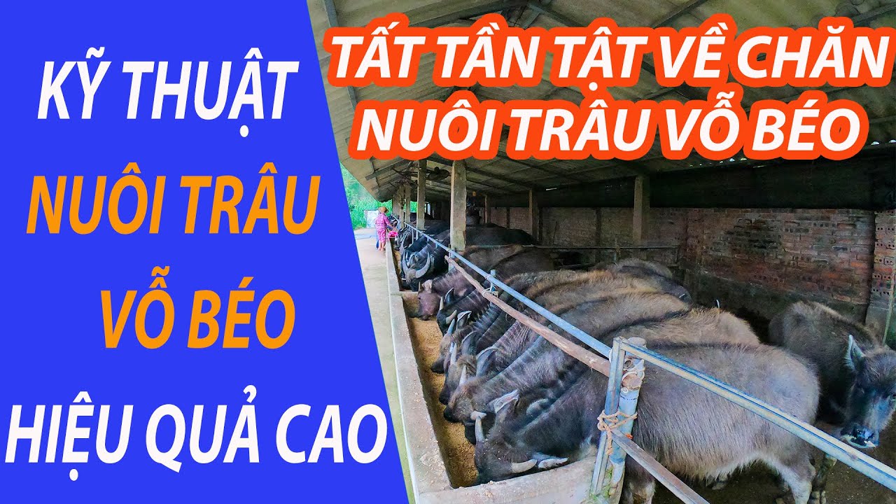 FARMTOUR MÔ HÌNH NUÔI TRÂU VỖ BÉO