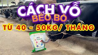 CÁCH VỖ BÉO BÒ HIỆU QUẢ & LÀM VACCINE CHO ĐÀN BÒ HLT FARM