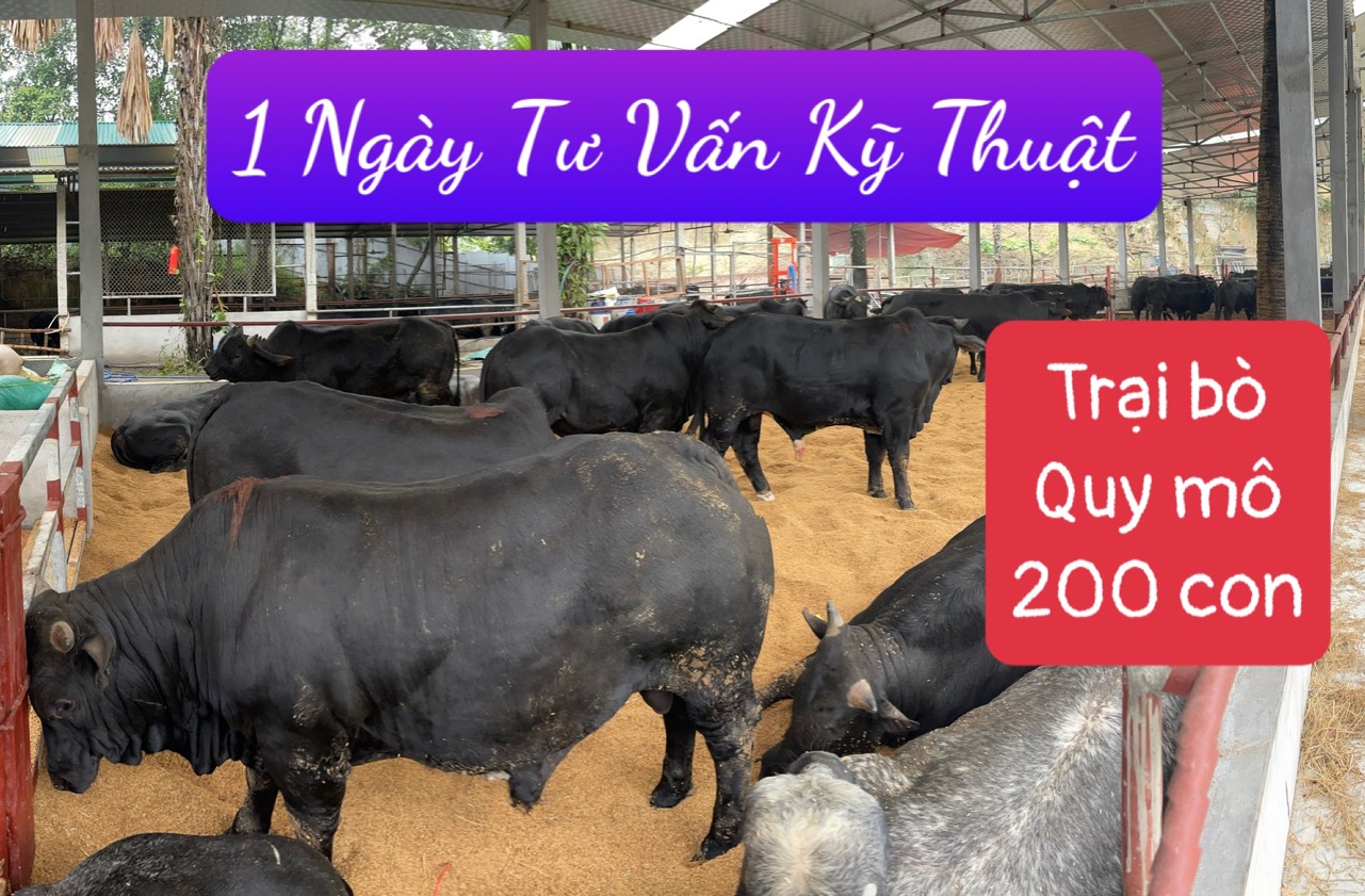 1 BUỔI SÁNG HLT TƯ VẤN KỸ THUẬT CHO TRANG TRẠI BÒ QUY MÔ 200 CON TẠI VĨNH PHÚC