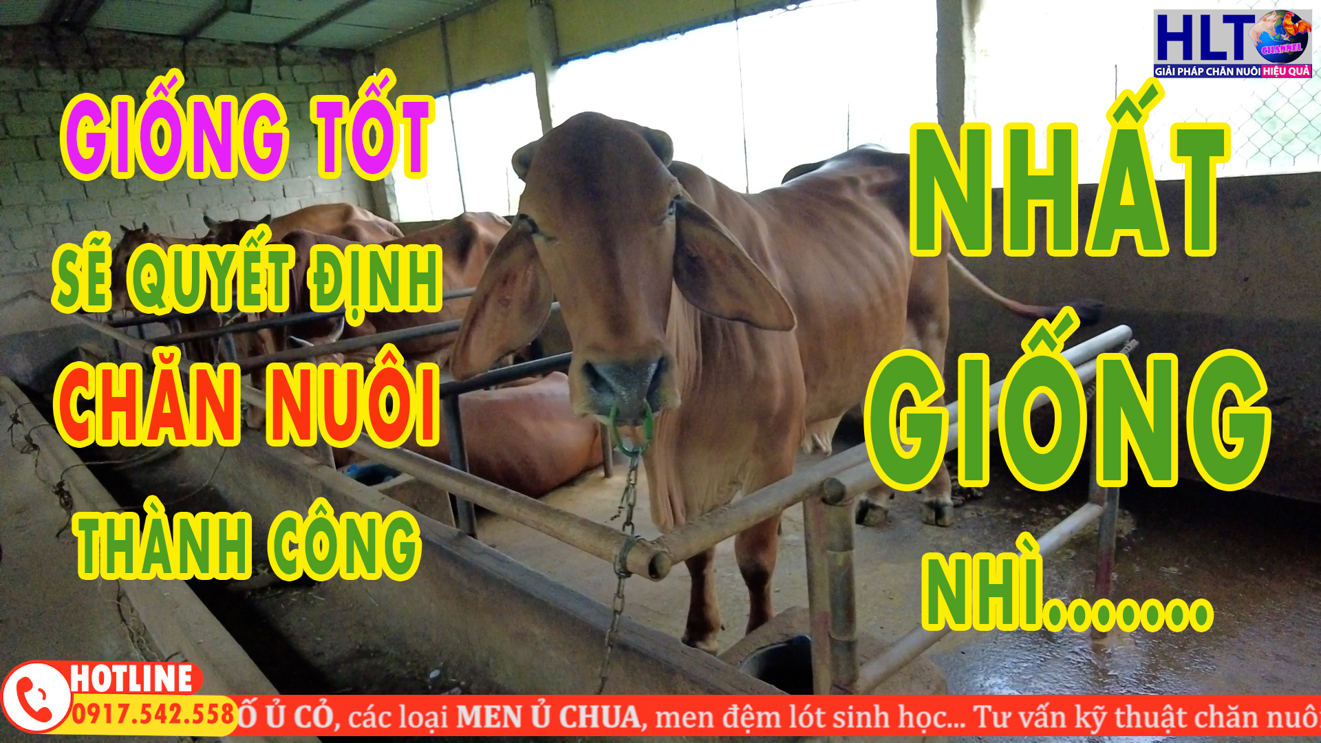 KHỞI NGHIỆP CHĂN NUÔI BÒ SINH SẢN & BÒ THỊT NHƯNG TRẠI CHỌN LỰA CON GIỐNG KHÁ TỐT