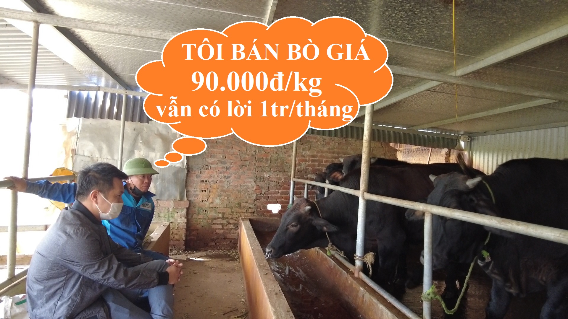 TÂM SỰ CHĂN NUÔI - BÒ BÁN GIÁ 90.000đ/kg NGƯỜI CHĂN NUÔI CÓ LỖ KHÔNG?