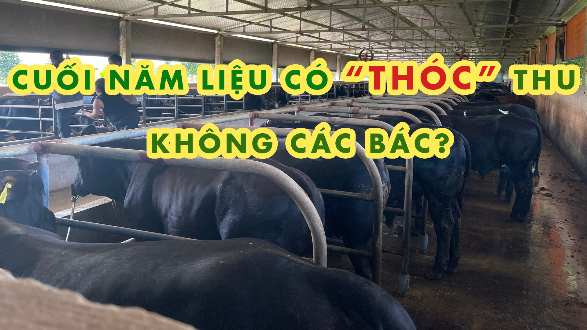 TRẠI BÁC NÀY VỖ BÒ 3 NĂM RỒI & VẪN KIÊN TRÌ VỚI ĐỊNH HƯỚNG CỦA MÌNH