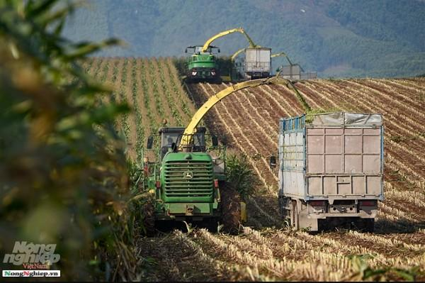 Ủ CÂY NGÔ & THAY ĐỆM LÓT SINH HỌC CHO TRẠI BÒ HLT FARM