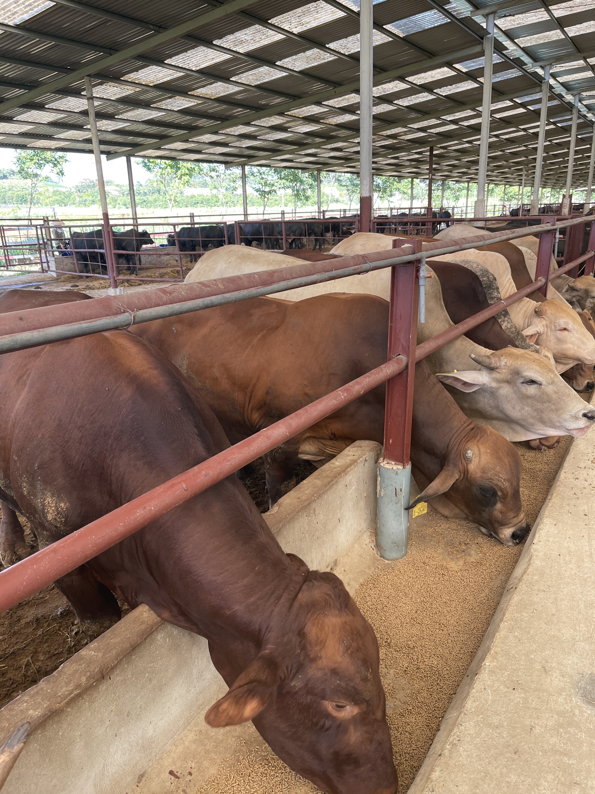 KHÔNG PHẢI AI CHĂN NUÔI BÒ SINH SẢN CŨNG THÀNH CÔNG, LÝ DO VÌ SAO?