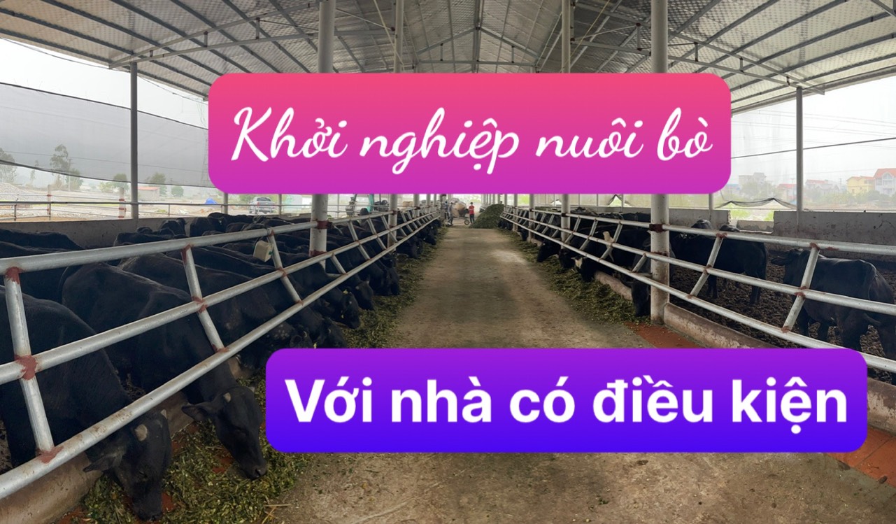 REVIEW KHỞI NGHIỆP NUÔI BÒ THỊT QUY MÔ 200 CON CỦA NGƯỜI CÓ ĐIỀU KIỆN